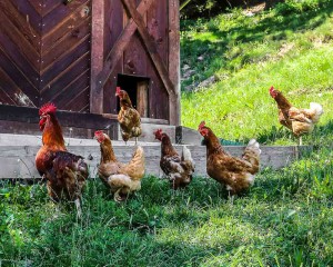 le galline Vi mostreranno da dove provengono le uova della prima colazione