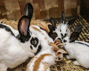 Kaninchen warten sehnsüchtig auf Streicheleinheiten unserer kleinen & großen Gäste