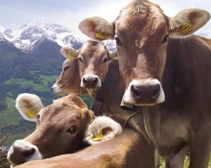 Täglich frische Milch kommt von den Kühen aus unserem Stall