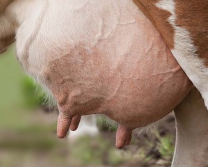 latte fresco dalle nostre mucche