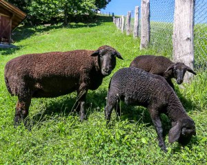 Anche le nostre pecore con la loro vellutosa lana non possono mancare all'appuntamento