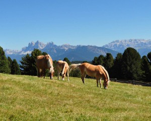 Cavalcate a Villandro e sull'Alpe di Villandro